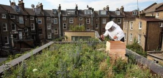 Pourquoi installer des ruches en ville n’est pas une si bonne idée