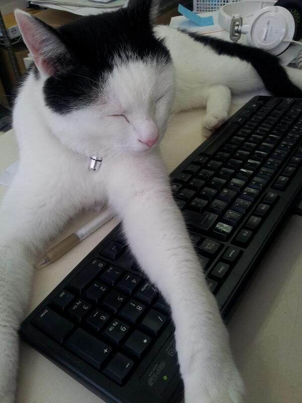 travail chat