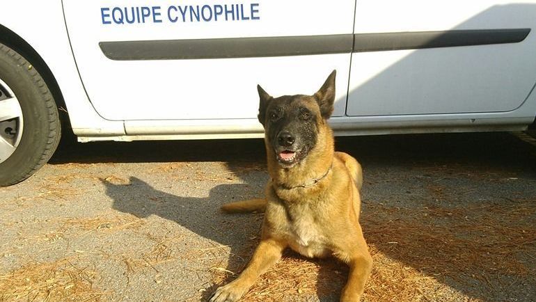 Gibson, ce chien qui vient de sauver la vie d’une femme dans l’Hérault