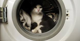 chat machine à laver
