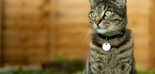 Colliers pour chat : avantages et inconvénients