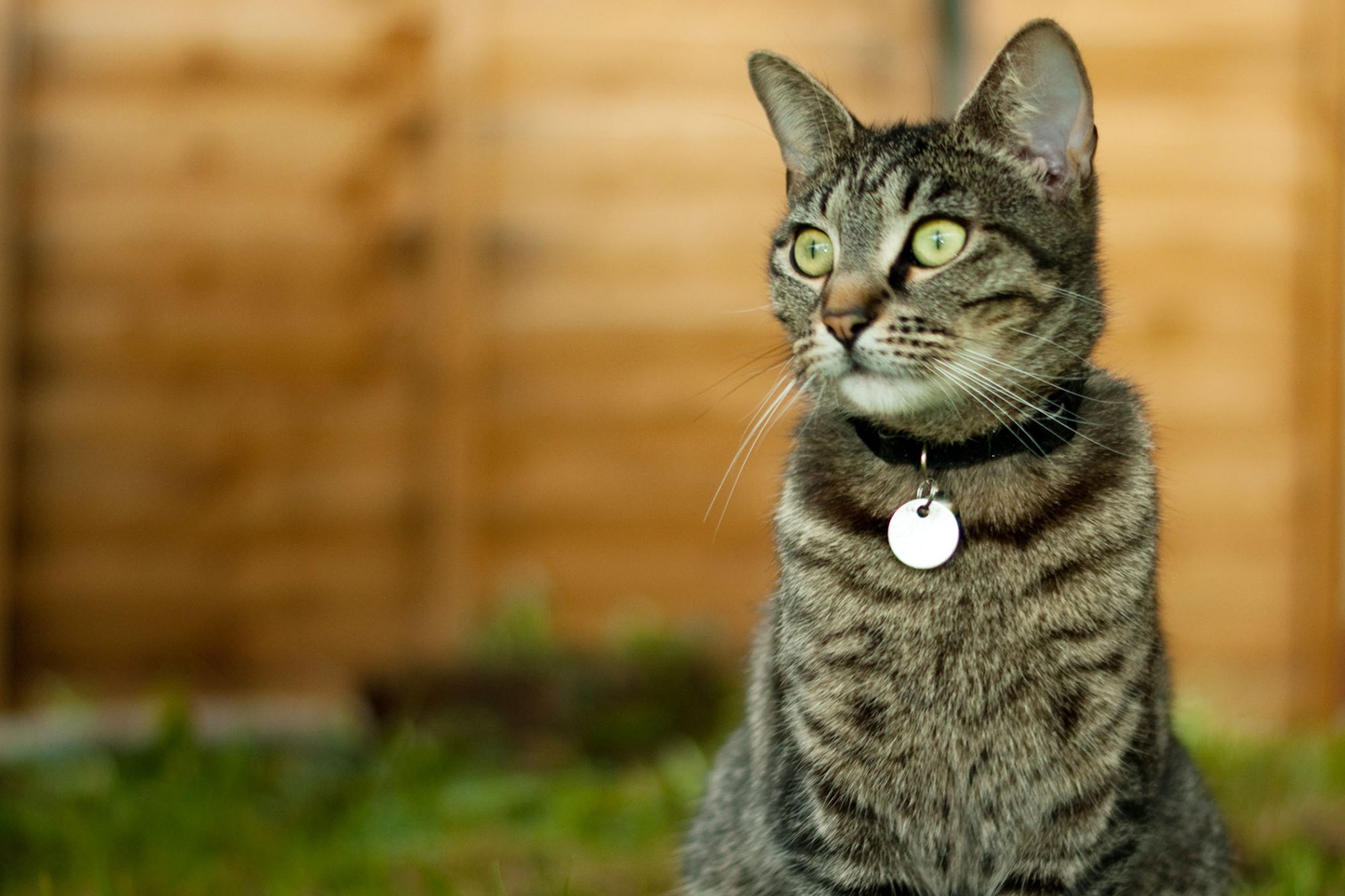 Colliers pour chat : avantages et inconvénients