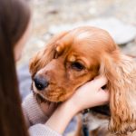 Adopter un chien : Des Adoptions Heureuses qui Sauvent des Vies