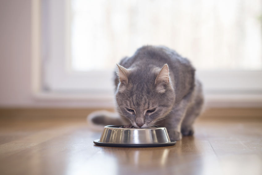 L’alimentation des chats : ce qu’il faut savoir ! 